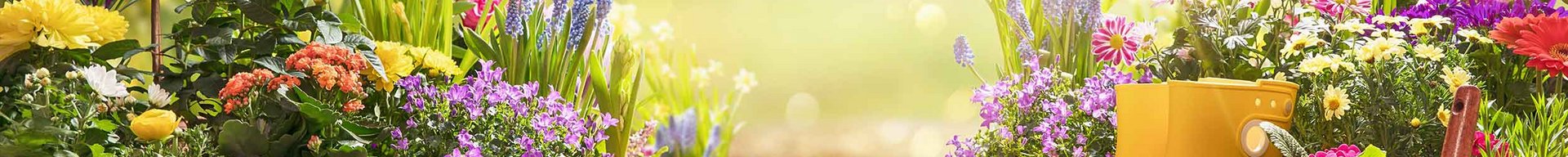 En farverig have med blomster i mange nuancer omkranser en træsti. Til højre står et par gule gummistøvler, og der er haveværktøj og potter spredt omkring. Sollyset bader scenen i en varm glød, hvilket skaber en hyggelig atmosfære.