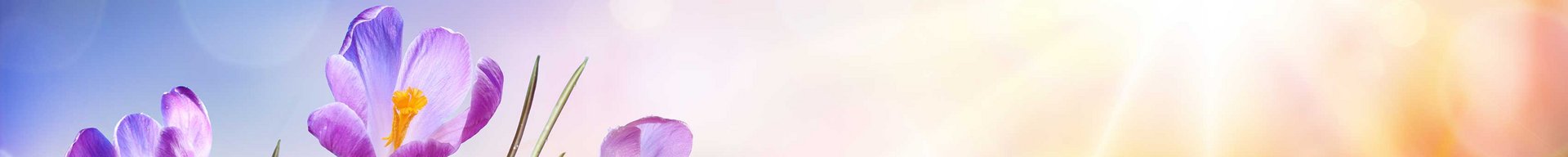 En gruppe lilla krokus blomster vokser frem fra det smeltende sne. I baggrunden ses en lys, solbeskinnet himmel med bløde farver, hvilket signalerer forårets komme. Blomsterne strækker sig mod lyset, hvilket symboliserer liv og fornyelse.